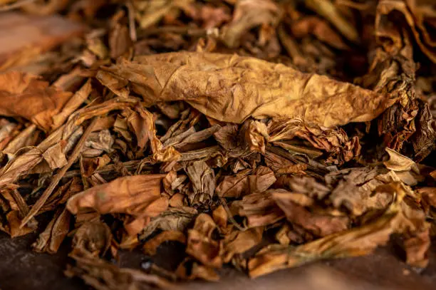 L'art du tabac français avec French Smoke Tobacco : qualité et tradition